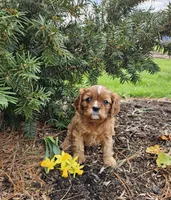 Daffodil, a female Cavalier King Charles Spaniel for sale in Williamsburg, PA – Photo 3 of 5