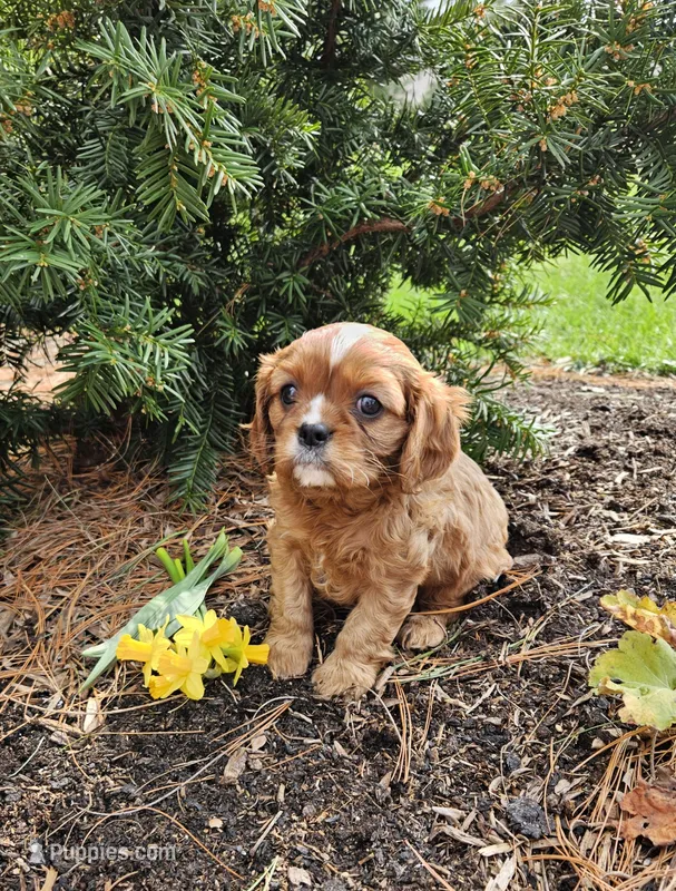 Daffodil – Cavalier King Charles Spaniel puppy for sale in Williamsburg, PA