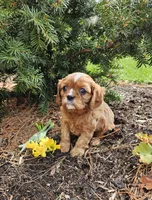 Daffodil, a female Cavalier King Charles Spaniel for sale in Williamsburg, PA – Photo 1 of 5