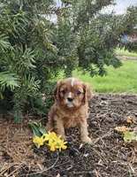 Daffodil, a female Cavalier King Charles Spaniel for sale in Williamsburg, PA – Photo 5 of 5