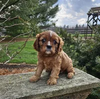 Daffodil, a female Cavalier King Charles Spaniel for sale in Williamsburg, PA – Photo 4 of 5