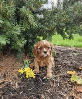 Daffodil, a female Cavalier King Charles Spaniel for sale in Williamsburg, PA – Photo 2 of 5