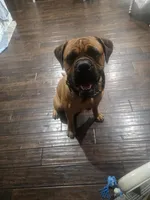 Bowser, a male Bullmastiff for sale in California, CA – 3 of 6
