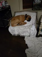 Bowser, a male Bullmastiff for sale in California, CA – 2 of 6