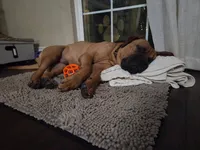 Bowser, a male Bullmastiff for sale in California, CA – 5 of 6