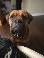 Bowser, a male Bullmastiff for sale in California, CA – 6 of 6