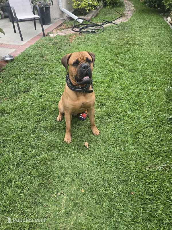 Bowser – Bullmastiff puppy for sale in California, CA