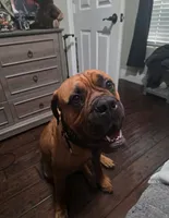 Bowser, a male Bullmastiff for sale in California, CA – 4 of 6