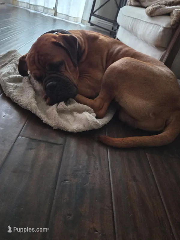 Bowser – Bullmastiff puppy for sale in California, CA