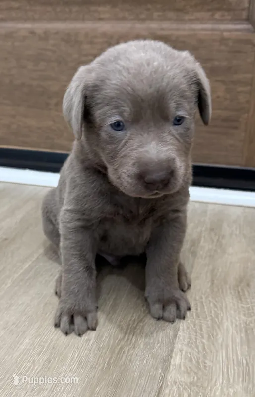 Male  – Labrador Retriever puppy for sale in Clanton, AL