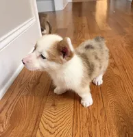 Lucy , a female Pembroke Welsh Corgi for sale in Turkey, NC – 4 of 7