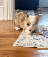 Lucy , a female Pembroke Welsh Corgi for sale in Turkey, NC – 5 of 7