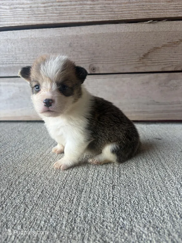 Foxy  – Pembroke Welsh Corgi puppy for sale in Turkey, NC