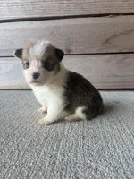 Foxy , a female Pembroke Welsh Corgi for sale in Turkey, NC – 1 of 1