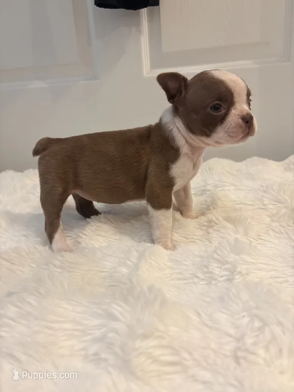 Ruby – Boston Terrier puppy for sale in Turkey, NC