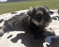 Otto, a male Miniature Schnauzer for sale in Turkey, NC – 4 of 9