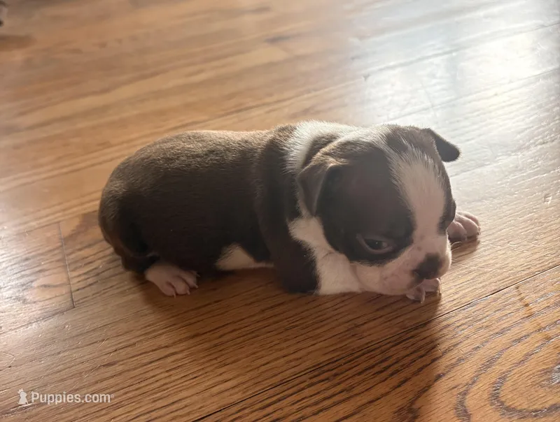 Lacy  – Boston Terrier puppy for sale in Turkey, NC