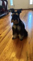 Otto, a male Miniature Schnauzer for sale in Turkey, NC – 4 of 5