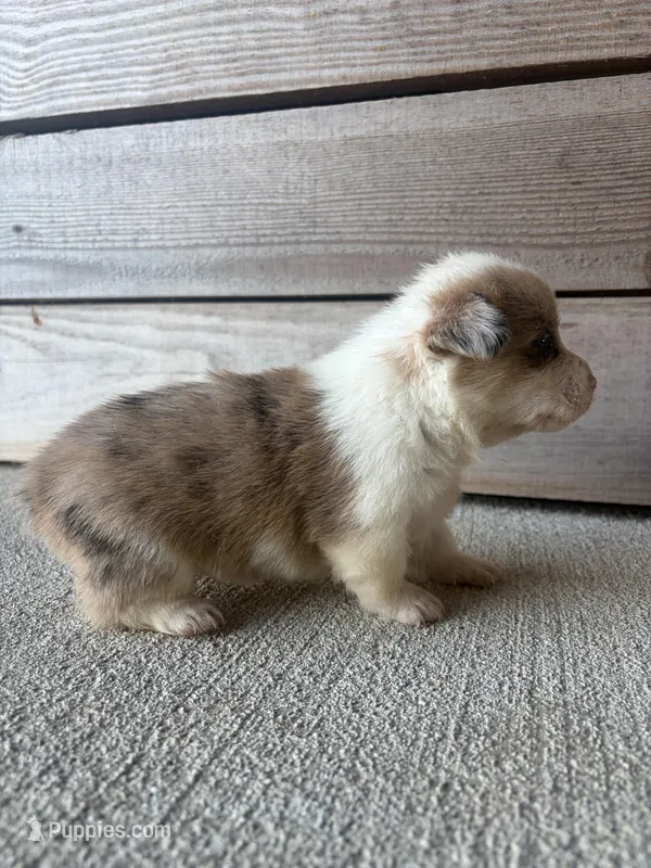 Callie – Pembroke Welsh Corgi puppy for sale in Turkey, NC