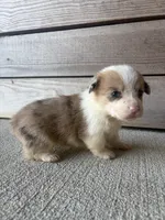 Callie, a female Pembroke Welsh Corgi for sale in Turkey, NC – 2 of 3