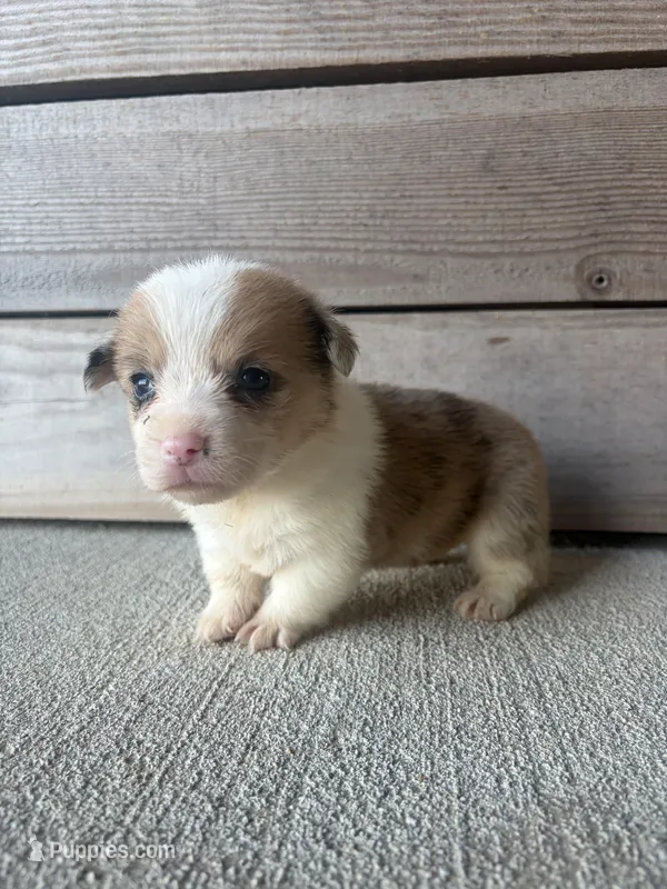 Callie – Pembroke Welsh Corgi puppy for sale in Turkey, NC