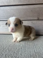 Callie, a female Pembroke Welsh Corgi for sale in Turkey, NC – 1 of 3