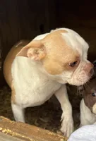 Darla, a female Boston Terrier for sale in Turkey, NC – Photo 2 of 3