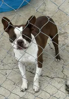 Darla, a female Boston Terrier for sale in Turkey, NC – Photo 3 of 3