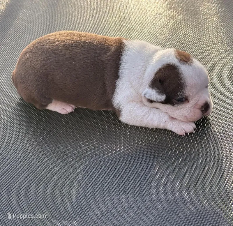 Darla – Boston Terrier puppy for sale in Turkey, NC