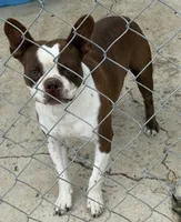 Ruby, a female Boston Terrier for sale in Turkey, NC – 3 of 3