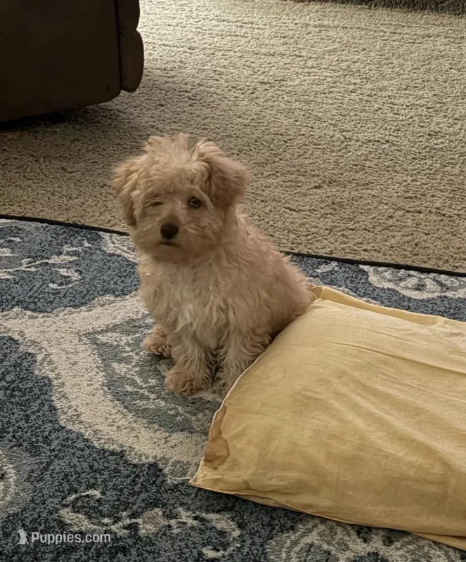 Spanky – Yorkipoo puppy for sale in Turkey, NC