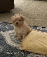 Spanky, a male Yorkipoo for sale in Turkey, NC – Photo 1 of 4