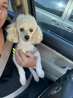 Spanky, a male Yorkipoo for sale in Turkey, NC – Photo 3 of 4