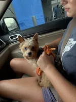 Spanky, a male Yorkipoo for sale in Turkey, NC – Photo 4 of 4