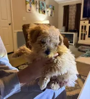 Spanky, a male Yorkipoo for sale in Turkey, NC – Photo 2 of 4