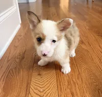 Lucy , a female Pembroke Welsh Corgi for sale in Turkey, NC – 3 of 7