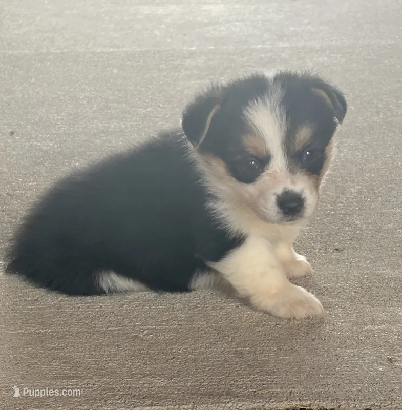 Luna – Pembroke Welsh Corgi puppy for sale in Turkey, NC