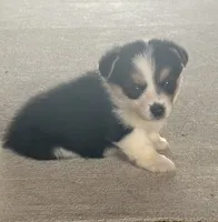 Luna, a female Pembroke Welsh Corgi for sale in Turkey, NC – 1 of 3