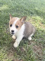 Foxy, a female Pembroke Welsh Corgi for sale in Turkey, NC – 2 of 2