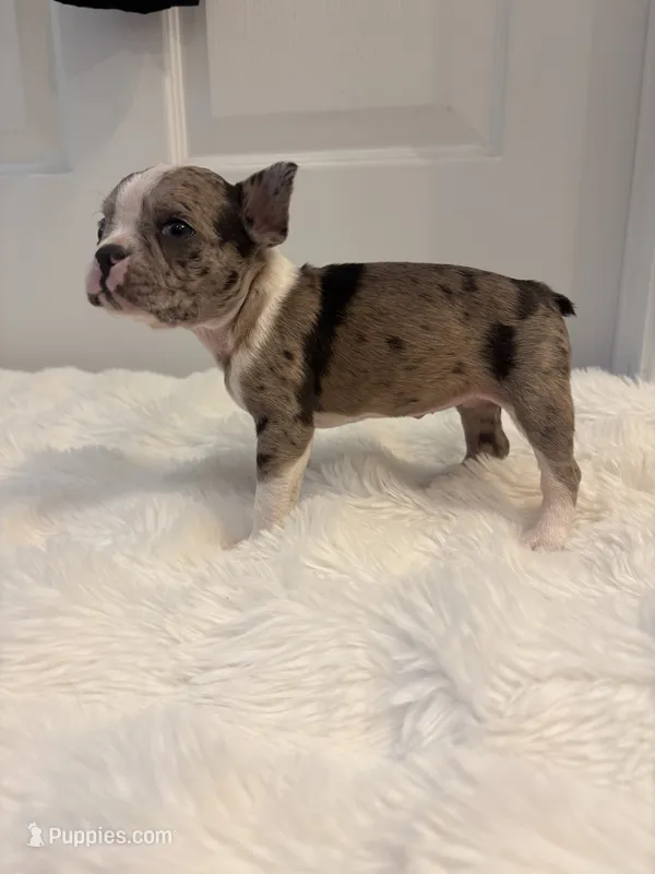 Blue Merle Cookie – Boston Terrier puppy for sale in Turkey, NC