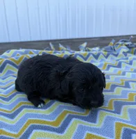 Layla, a female Yorkipoo for sale in Turkey, NC – Photo 3 of 3