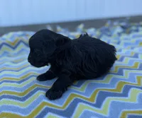 Layla, a female Yorkipoo for sale in Turkey, NC – Photo 1 of 3