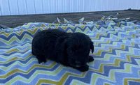 Layla, a female Yorkipoo for sale in Turkey, NC – Photo 2 of 3