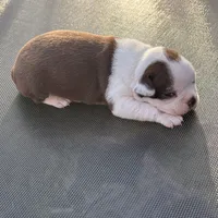 Darla , a female Boston Terrier for sale in Turkey, NC – Photo 2 of 2