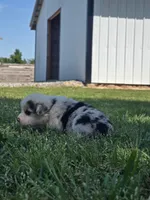 Bandit , a male Pembroke Welsh Corgi for sale in Turkey, NC – 2 of 5
