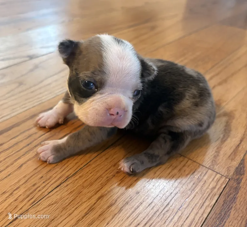 Peaches – Boston Terrier puppy for sale in Turkey, NC