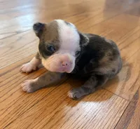 Peaches, a female Boston Terrier for sale in Turkey, NC – 1 of 3