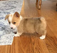 Daisy , a female Pembroke Welsh Corgi for sale in Turkey, NC – 5 of 8