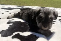 Otto, a male Miniature Schnauzer for sale in Turkey, NC – 3 of 9