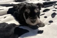 Alfie , a male Miniature Schnauzer for sale in Turkey, NC – 4 of 4